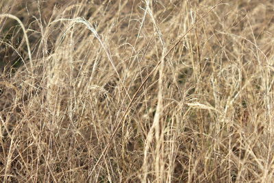 Close-up of plants growing on field