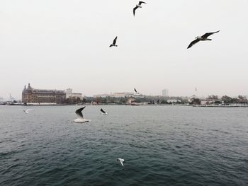 Seagulls flying over sea