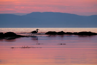 Silhouette birds on lake against sky during sunset