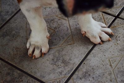 High angle view of dog standing outdoors