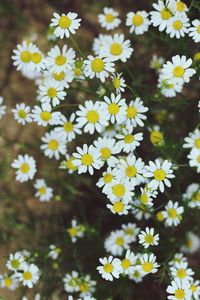 Close-up of white daisy flowers