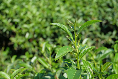 Close-up of plant growing on field