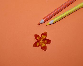 Close-up of orange flower against red background