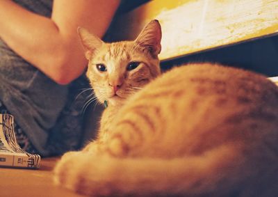 Close-up of cat sitting on hand