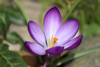 Close-up of purple crocus flower