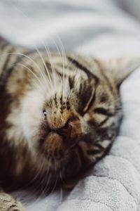 Close-up of cat sleeping on bed