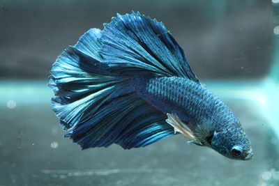 Close-up of blue siamese fighting fish swimming in aquarium