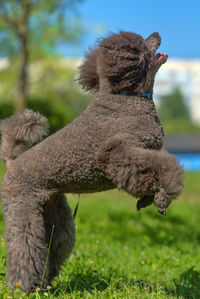 Close-up of a dog on field