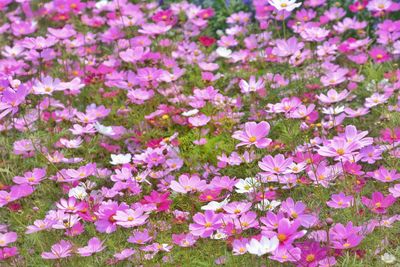 Close-up of pink flowering plants on field