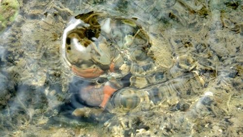 Close-up of turtle in water