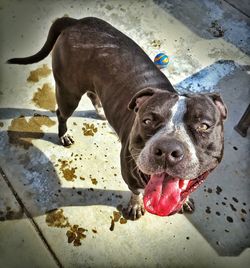 Portrait of american pit bull terrier on footpath
