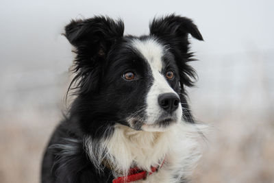 Close-up portrait of dog