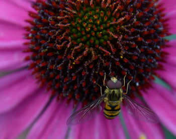 Close-up of bee pollinating on purple flower