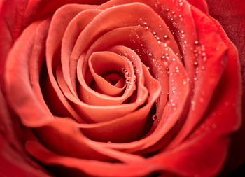 Close-up of red rose