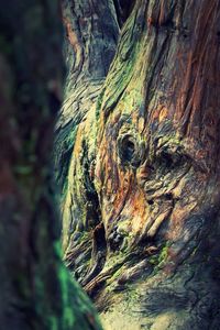 Close-up of tree trunk