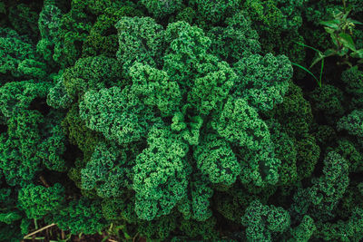 Full frame shot of vegetables growing on field in farm