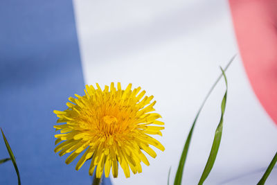 Close-up of yellow flowering plant