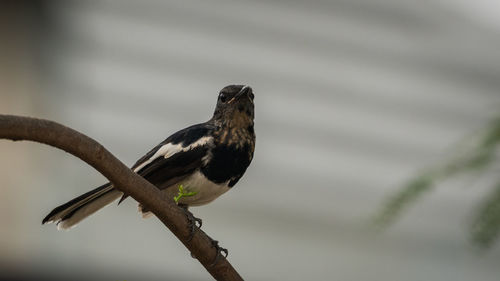 Close-up of bird perching on branch