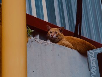 Portrait of cat looking through window