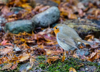 Close-up of bird perching on dry leaves