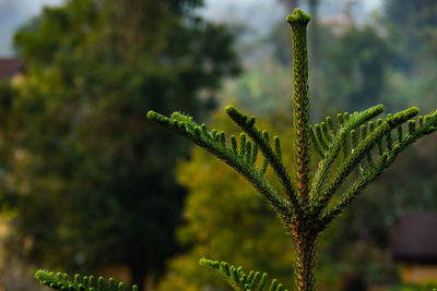 Close-up of fresh green plant