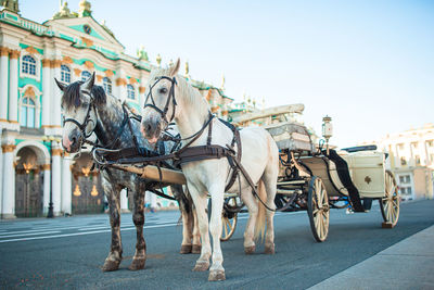 Horses on road