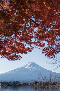 Fuji mountain with autumn maple leaves view in kawaguchigo lake