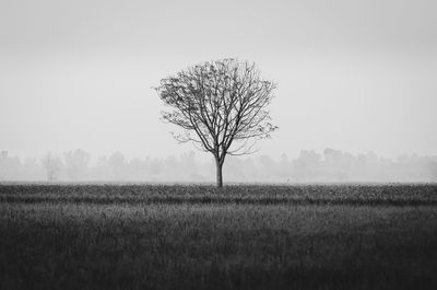 Bare tree on landscape against clear sky