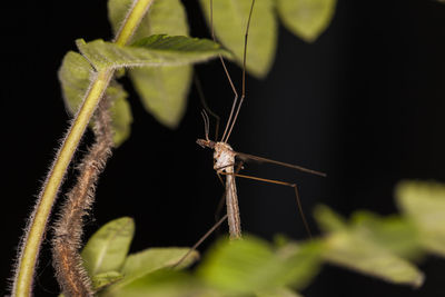 Close-up of insect