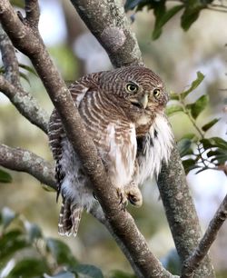 Close-up of bird perching on tree