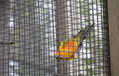 View of bird in cage