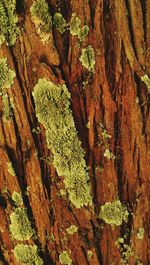 Close-up of moss growing on tree trunk