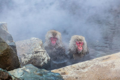 Monkey in hot spring river