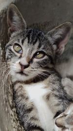 Close-up portrait of tabby cat