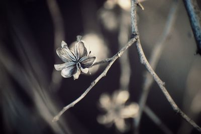 Close-up of purple flowering plant