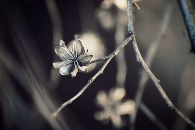 Close-up of purple flowering plant