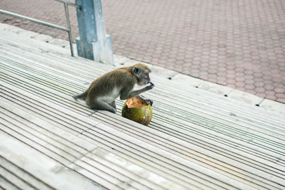 High angle view of squirrel eating food