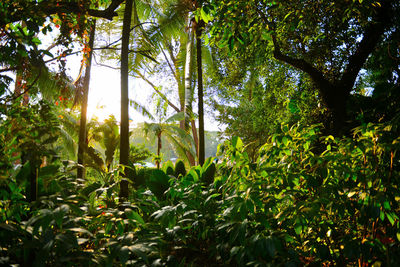 Plants growing on tree