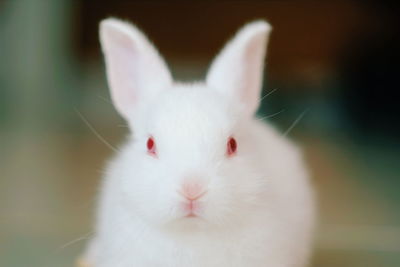 Close-up portrait of white cat