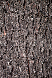 Full frame shot of tree trunk