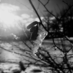 Close-up of snow on tree during winter