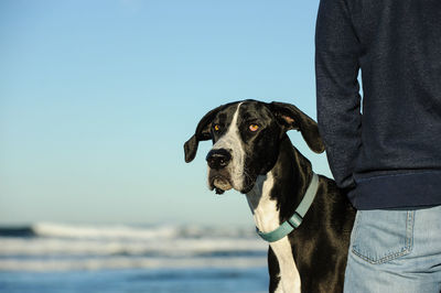 Close-up of man holding dog against blue sky