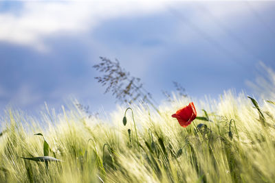 Close-up of red poppy in field