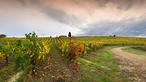 Scenic view of vineyard against sky