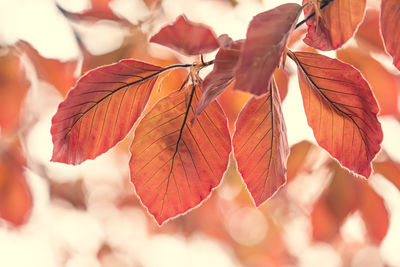 Close-up of autumnal leaves