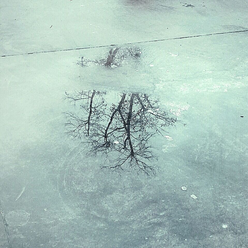 REFLECTION OF TREES IN WATER