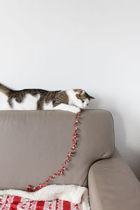 Domestic cat playing with christmas wrapping decoration on leather couch