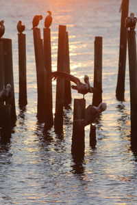 Pelican at sunset