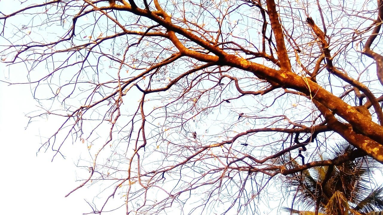 branch, tree, low angle view, bare tree, clear sky, nature, growth, sky, tree trunk, beauty in nature, tranquility, day, outdoors, no people, scenics, leaf, high section, tall - high, autumn, twig