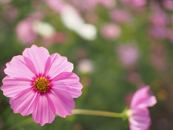 Close-up of pink cosmos flower